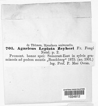 Agaricus lepiota image